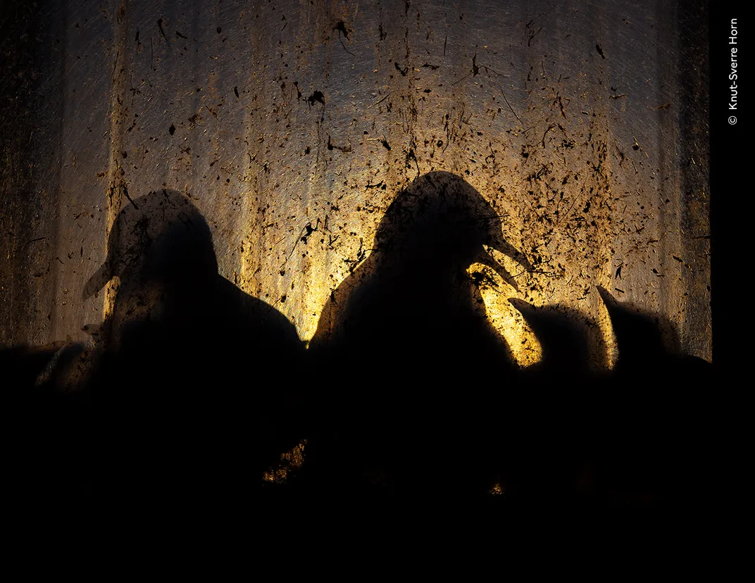 silhouettes of adult birds and chicks against a dirty window, backlit by orange sunlight