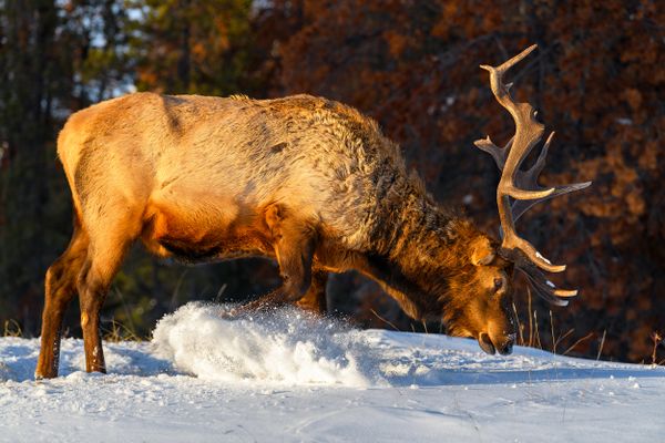 Wild Elk or also known as Wapiti (Cervus canadensis) in Jasper National Park, Alberta, Canada thumbnail