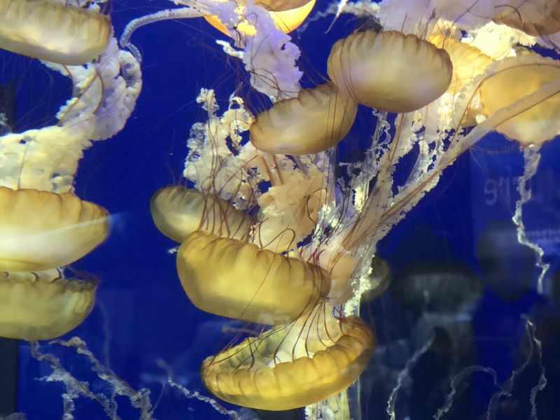 Jellyfish in motion Smithsonian Photo Contest Smithsonian Magazine