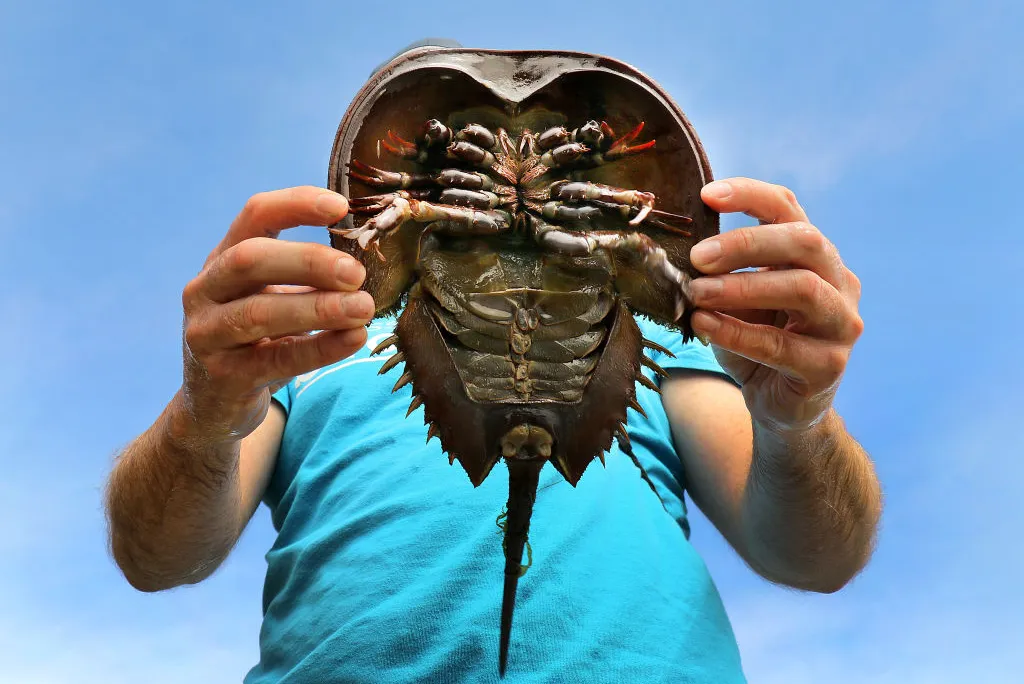 Horseshoe crab