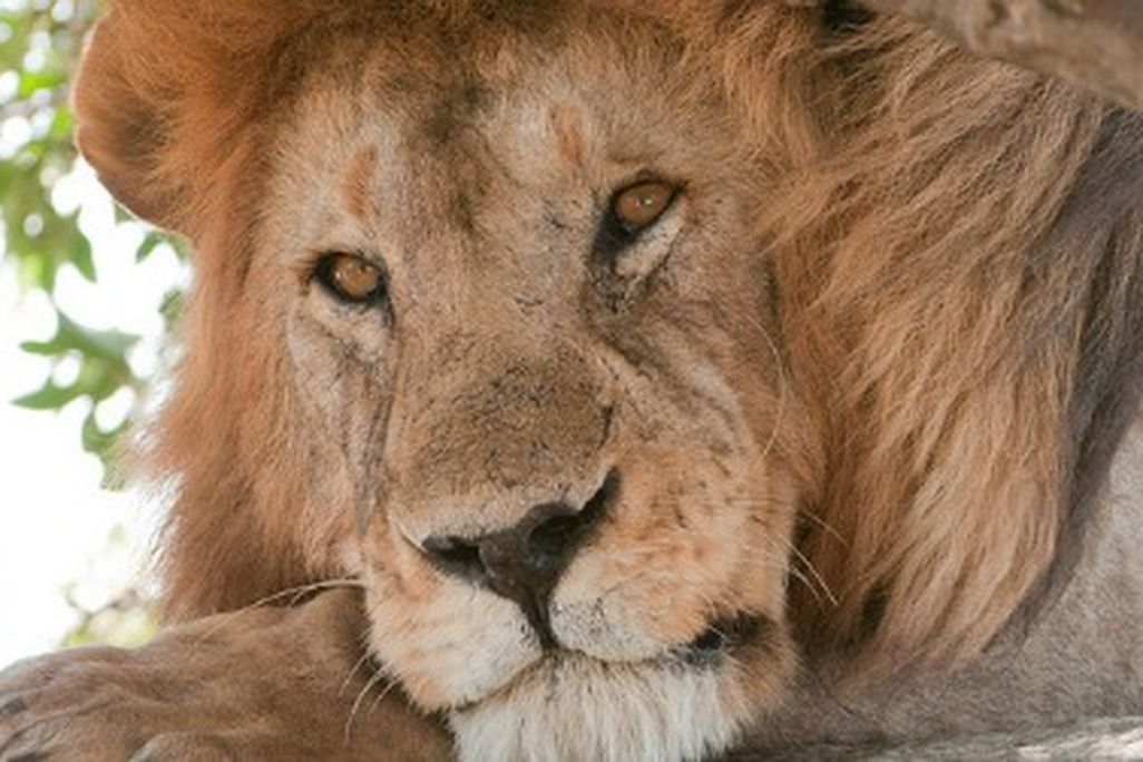 lion-travel-470.jpg