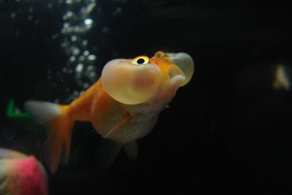 bubble eye goldfish