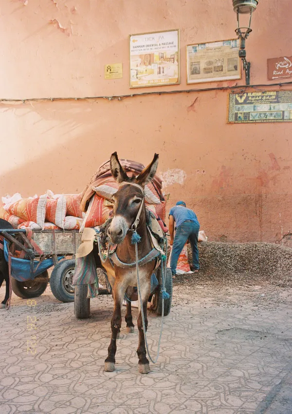 Morning Routine with Donkey in Morocco thumbnail