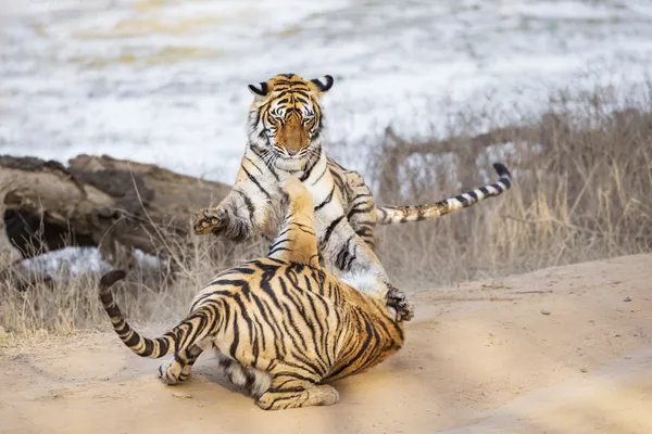 Tiger Siblings 3, India thumbnail