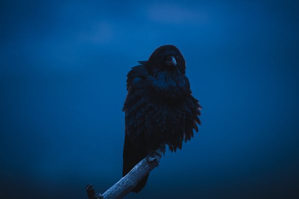 Lone Raven thumbnail