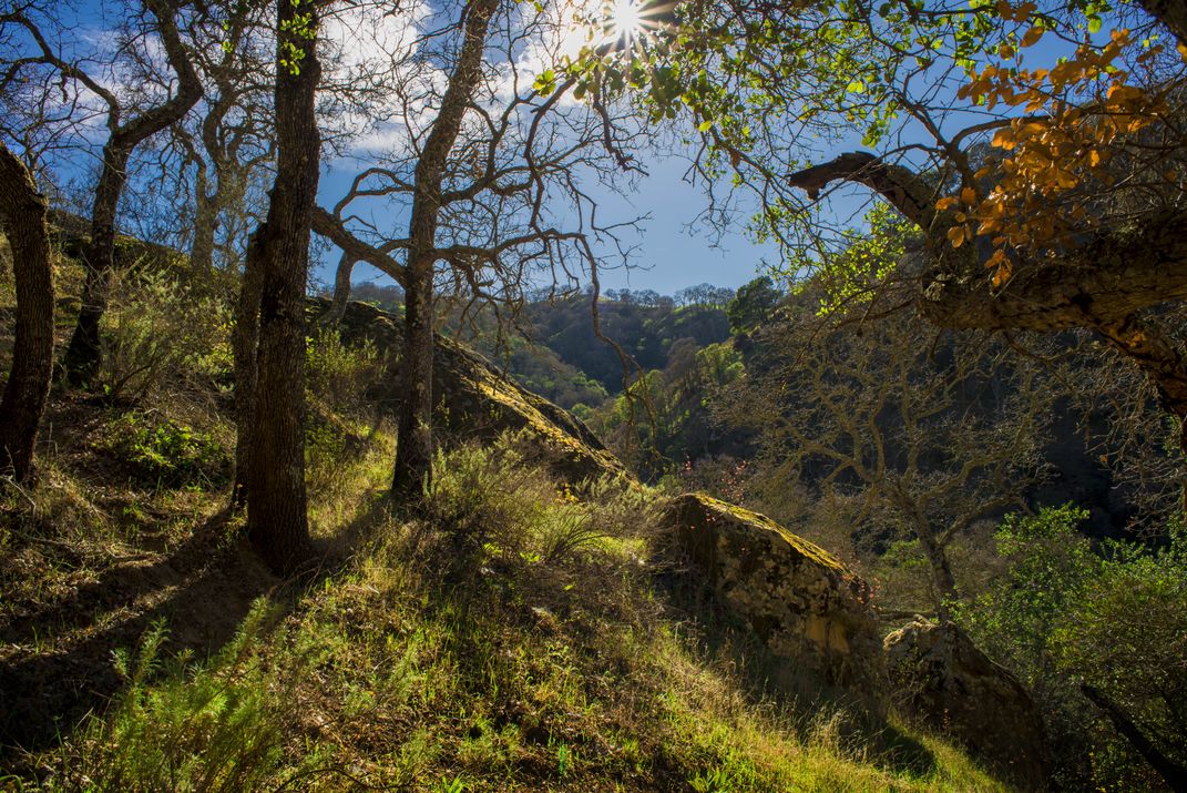 Shell Ridge Open Space, Walnut Creek CA  Smithsonian Photo Contest 