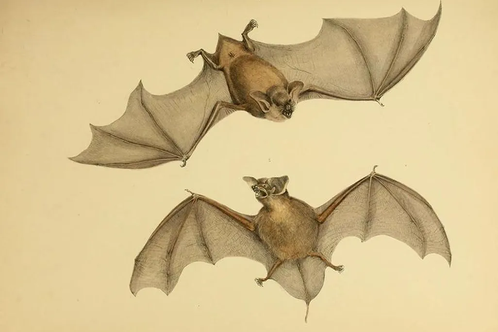 Mystacina tuberculata sketch