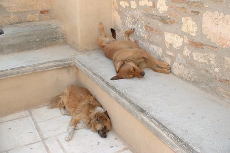 Dogs sunbathing at the Acropolis