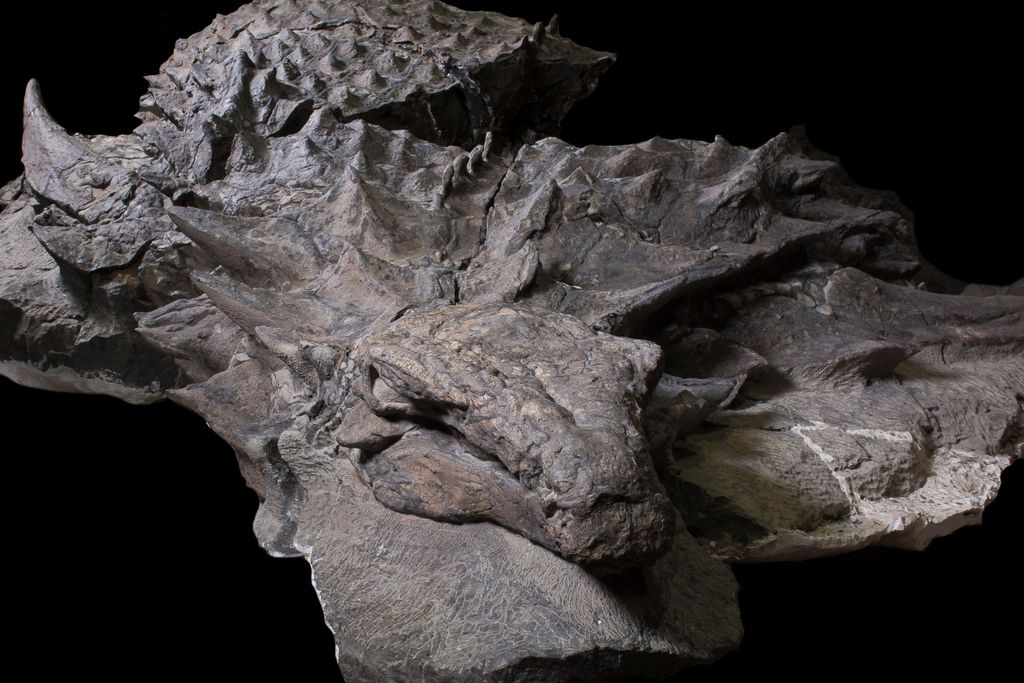 Nodasaurus 2