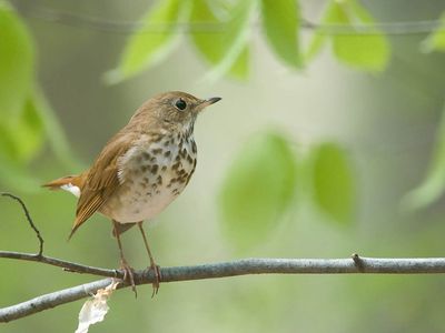 A hermit thrush perches on a branch in the Pennsylvania woods. Its songs have long been compared to human musical scales. 