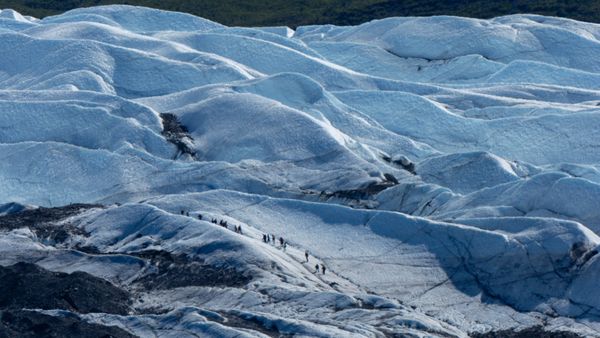 Matanuska Glacier ants thumbnail