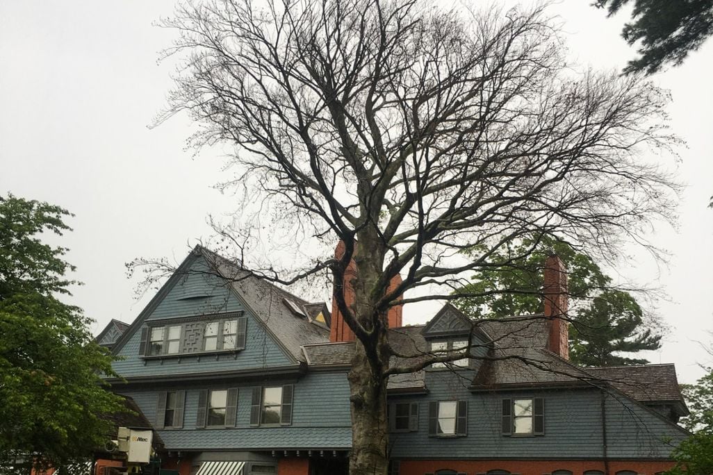 tree removal