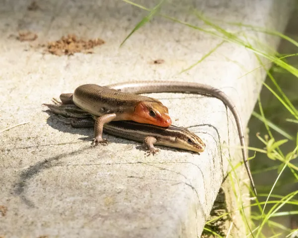 Skink wooing female thumbnail