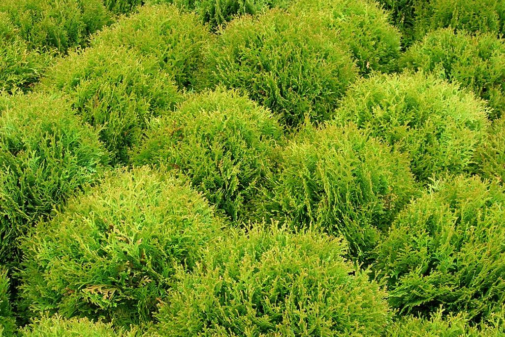 Bush