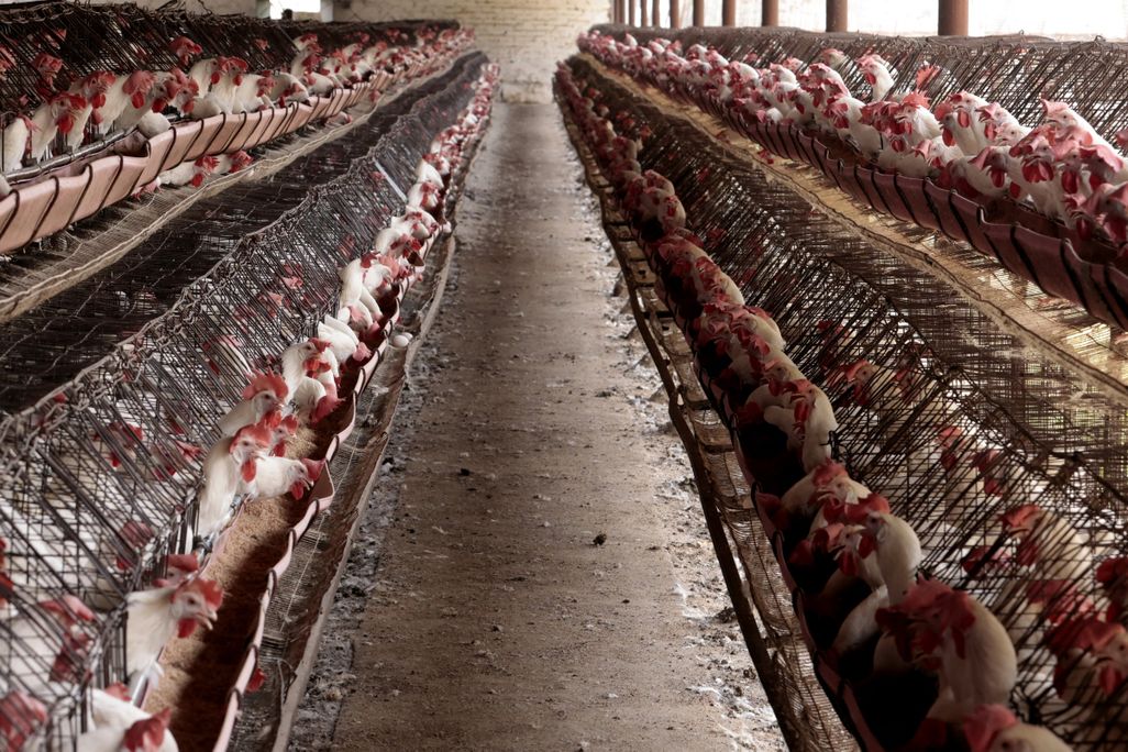 Chickens in rows of cages in a poultry farm