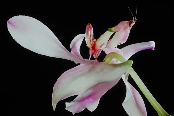 Orchid mantid, a master of camouflage thumbnail