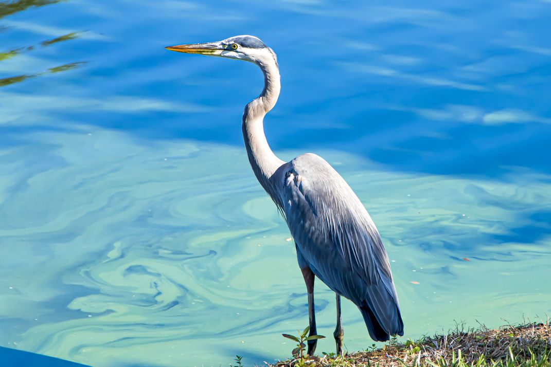 Bird next to lake during algae bloom | Smithsonian Photo Contest ...