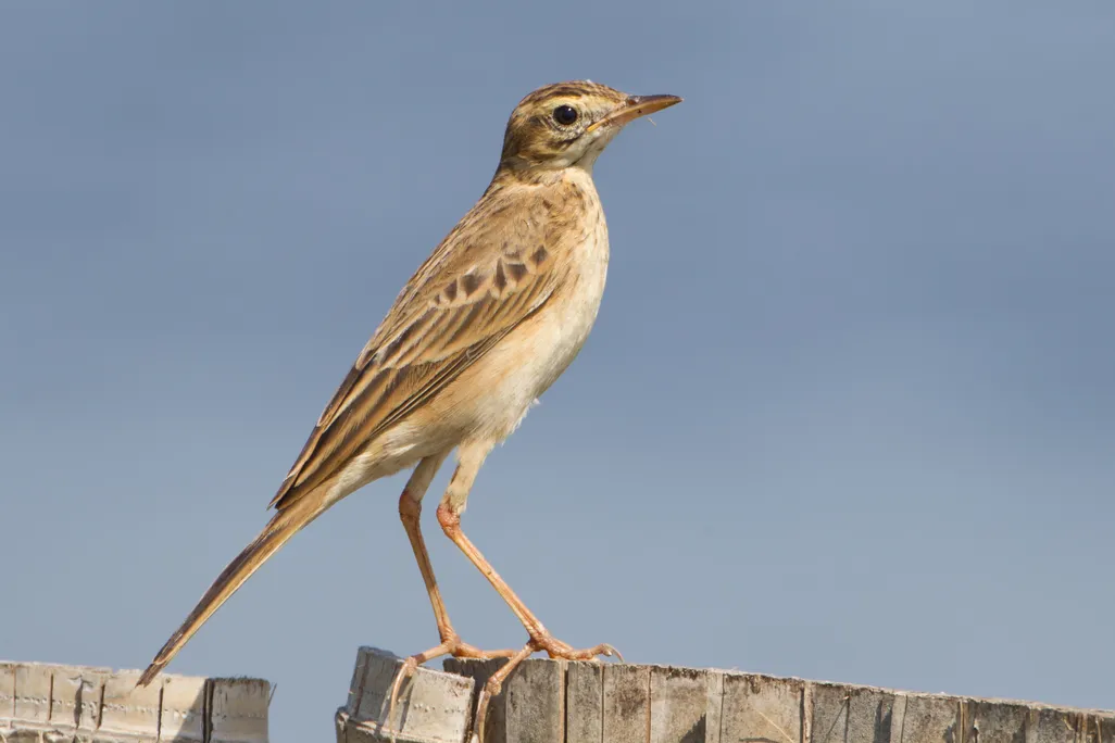 An image of a Richard's pipit standing on a fence. The bird is mostly a muted brown color.