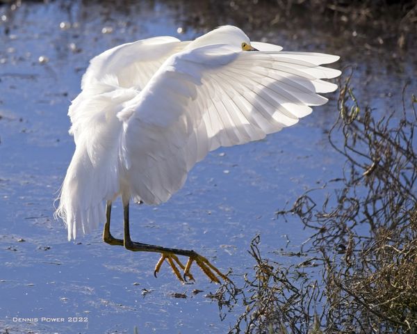 Snowy Egret landing thumbnail