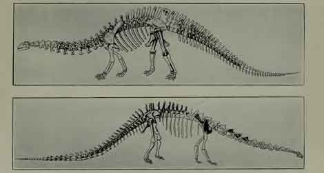 The reconstructed skeleton of "Brontosaurus" from W.D. Matthew's 1915 book Dinosaurs.