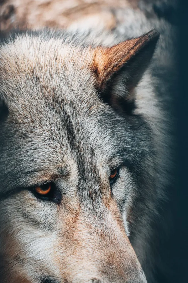 Golden Gaze thumbnail