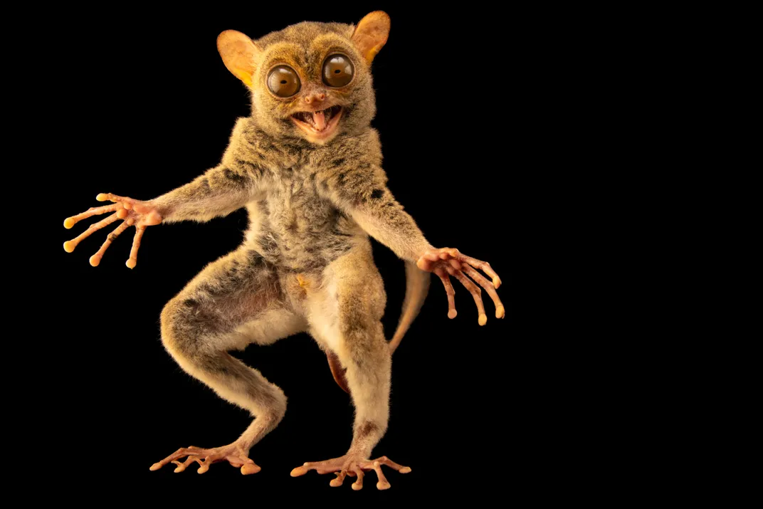 standing Horsfield's tarsier, a primate with giant eyes and long fingers and toes