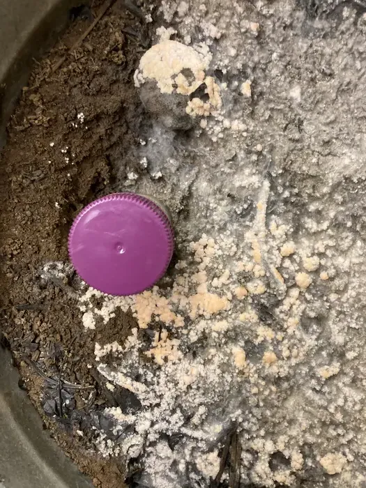 small brown fungus grows over soil in a container, with a plastic purple-capped vial in the dirt