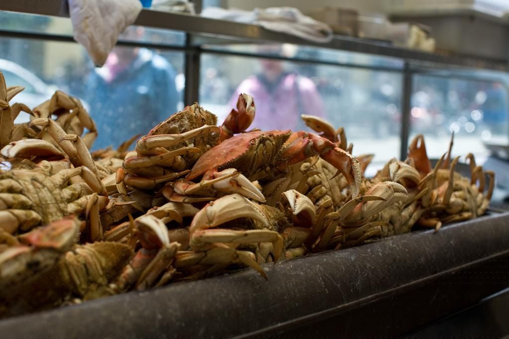dungeness crabs