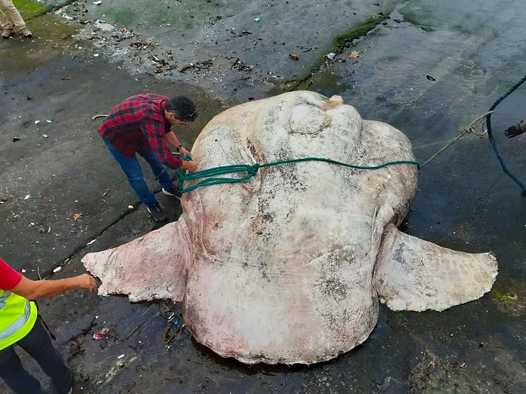 Giant 6,000-pound sunfish sets world record as largest bony fish