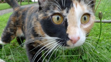 Defying its reputation as aloof, this tortoiseshell cat was labelled “the friendliest cat we met”