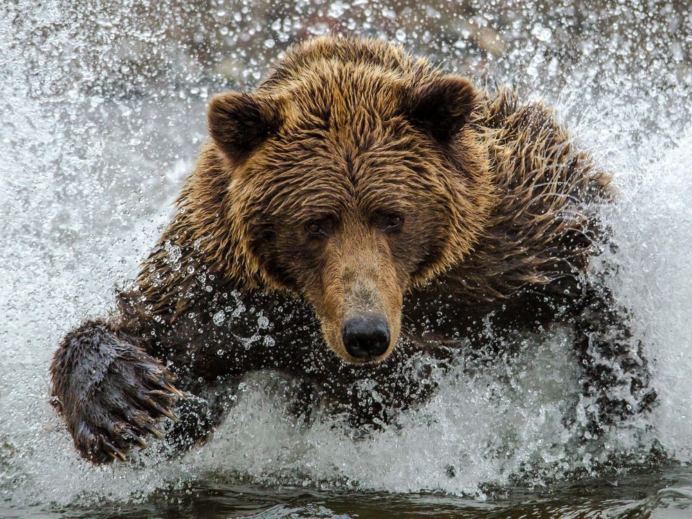 The Science of How to Survive a Bear Attack, Smart News