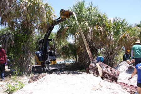 The excavation of the whale specimen from the “slime pit” in Florida.
