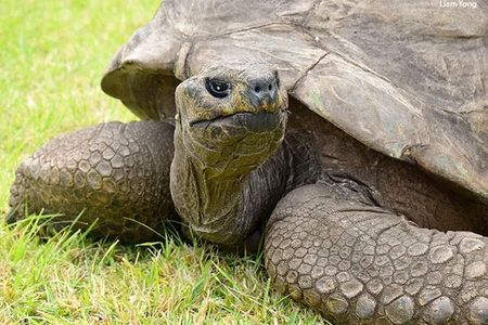 Although Jonathan is now blind and has lost his sense of smell, he continues to engage in his favorite pastimes: sun-bathing, sleeping, eating, and mating.