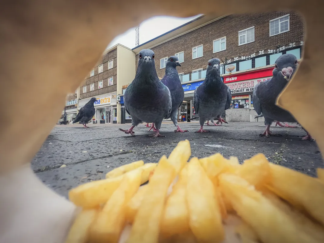 five pigeons are seen through a paper bag on the ground on a city street, with french fries in the foreground