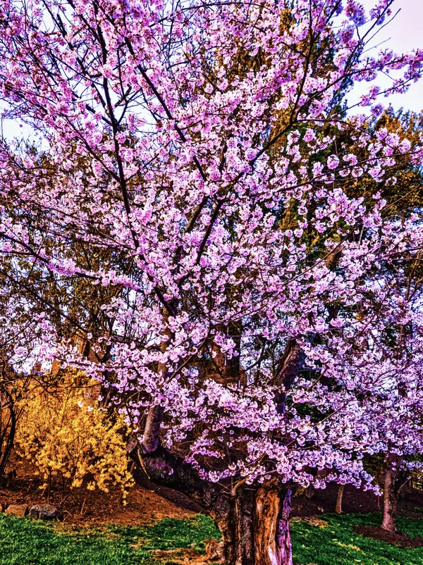 Spring in Greater Washington DC area thumbnail