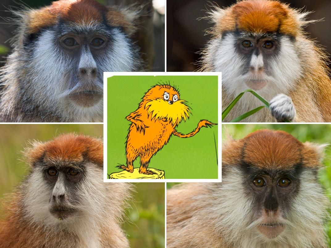 Patas Monkeys and the Lorax