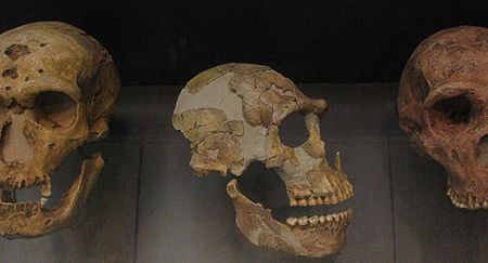 Neanderthal skulls
