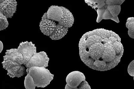 Studying foraminiferan fossils can help us understand how the climate may change in the future.