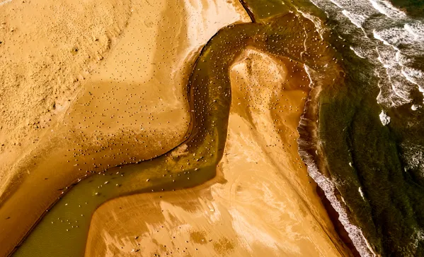 Seagulls, the emblematic birds of Turkiye’s Sinop thumbnail