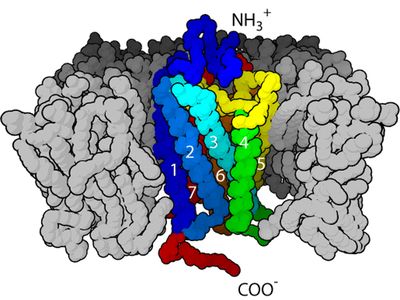 The seven-segmented structure of a GPCR, the class of receptors at the heart of this year’s Nobel Prize in Chemistry.