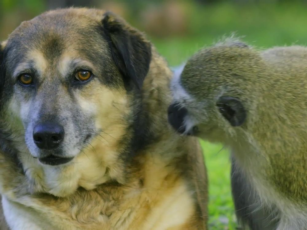 Preview thumbnail for video 'A Vervet Monkey Befriends Some Hostile Dogs