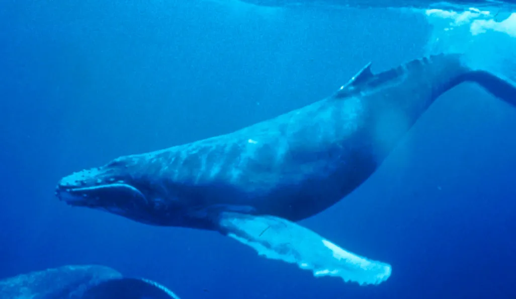 An underwater image of a humpback whale