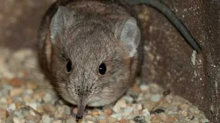 An adorable elephant shrew