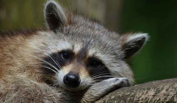 Raccoon - courtesy of Pixabay.jpg
