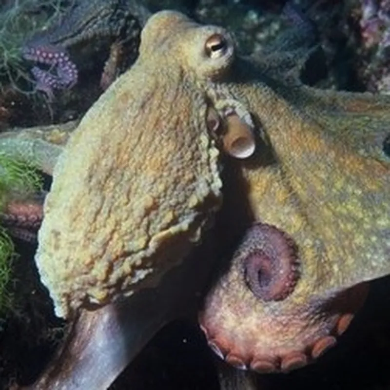 Video shows massive octopus in B.C.