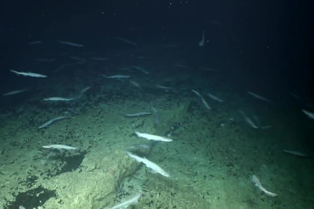 Shark Nursery