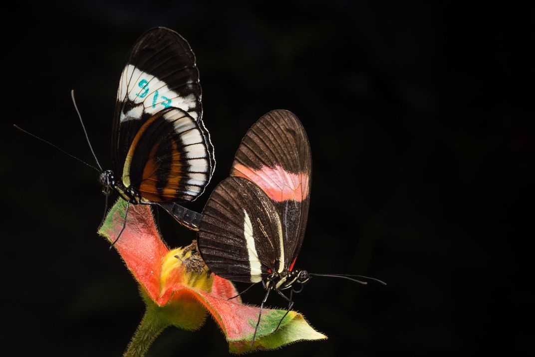 The Reason These Poisonous Butterflies Don't Mate Is Written in Their DNA