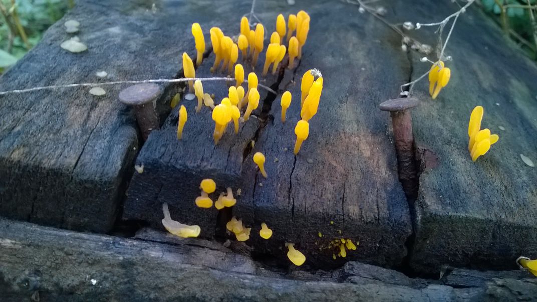 Jelly fungus (Dacryopinax spathularia) growing on an old shipping pallet Smithsonian Photo