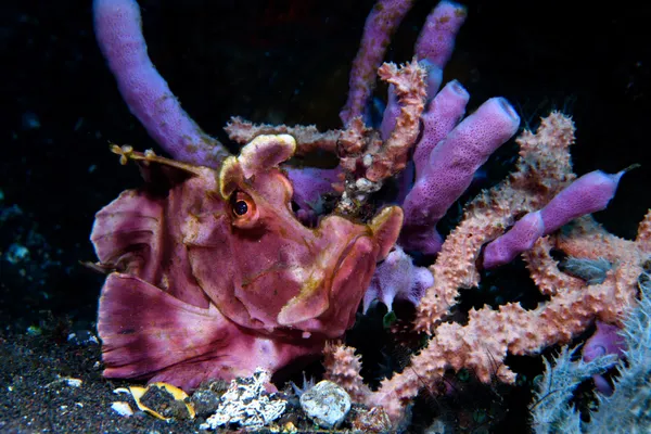 The Pretender thumbnail