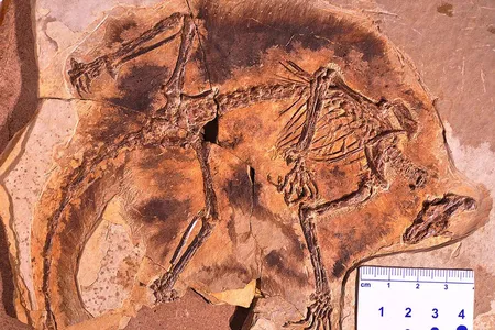 Maiopatagium furculiferum fossil found in China